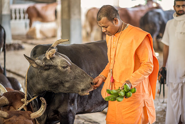 Cow Service